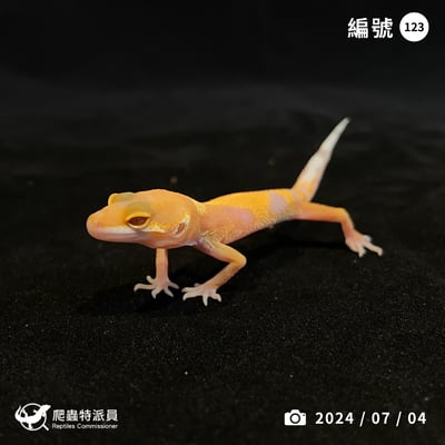 豹紋守宮．川普橘白化（編號 123）1