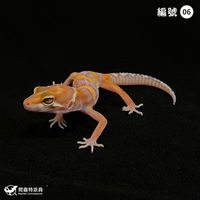 豹紋守宮．貝爾白化（編號 6）1