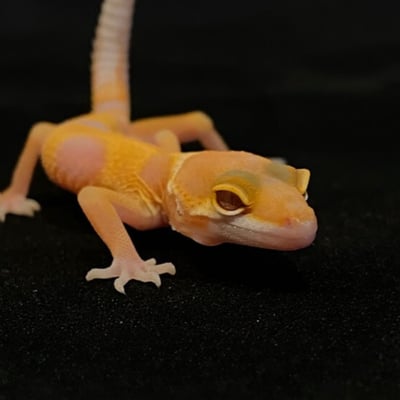 豹紋守宮．川普橘白化（編號 123）4