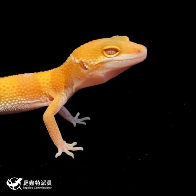 豹紋守宮．日焰（編號 199）4