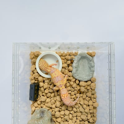 守宮赤玉土底材1