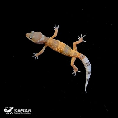 豹紋守宮．橘化（編號 213）2