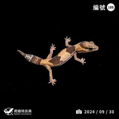 肥尾守宮．普肥 h 無紋（編號 188）1