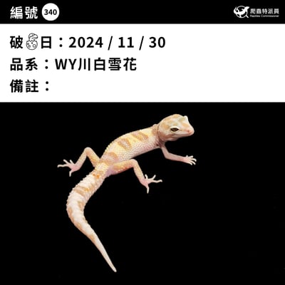 豹紋守宮．WY 川白雪花（編號 340）3