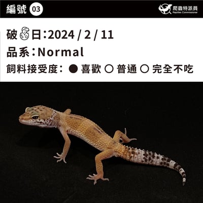 豹紋守宮．原色（編號 3）3