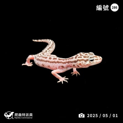 豹紋守宮．超雪（編號 286）1