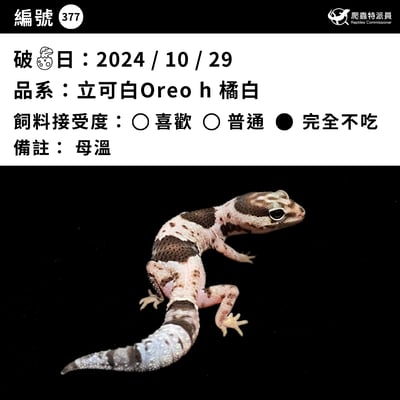 肥尾守宮．立可白 Oreo h 橘白（編號 377）3