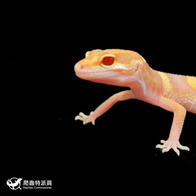 豹紋守宮．川白日蝕（編號 110）5