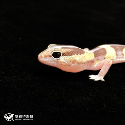 肥尾守宮．普肥 h 橘白（編號 370）5