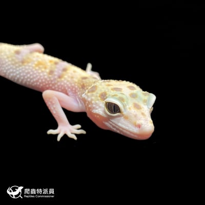 豹紋守宮．WY 雪花（編號 389）4