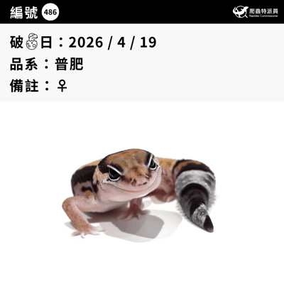 肥尾守宮．普肥（編號 486）3