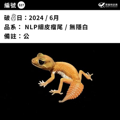 瘤尾守宮．NLP  / 無隱白（編號 327）3