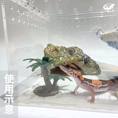 爬蟲蘇鐵樹擺設3