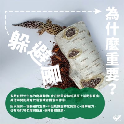 爬蟲仿真樺木躲避屋 S／M／L4