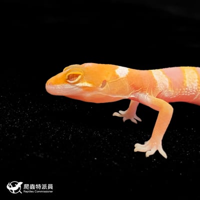 豹紋守宮．日焰（編號 127）5