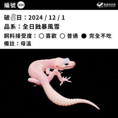 豹紋守宮．全日蝕暴風雪（編號 334）3