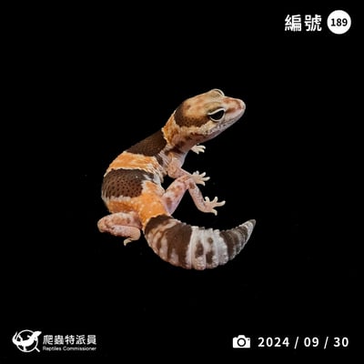 肥尾守宮．普肥 h 幽靈祖魯（編號 189）1