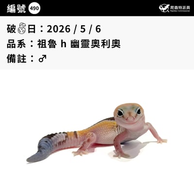 肥尾守宮．祖魯 h 幽靈奧利奧（編號 490）3