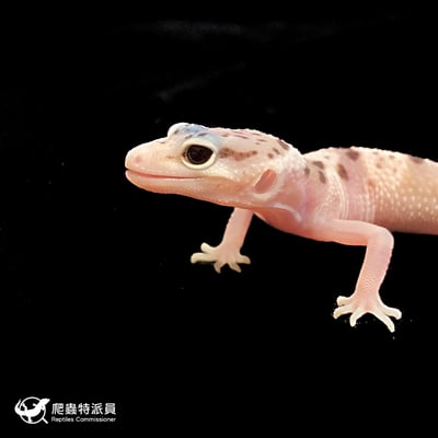 豹紋守宮．川白雪花（編號 219）5