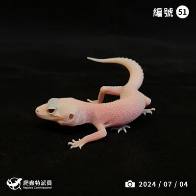 豹紋守宮．超級 RA（編號 51）1