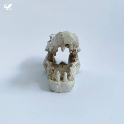 鱷魚頭骨躲避屋7