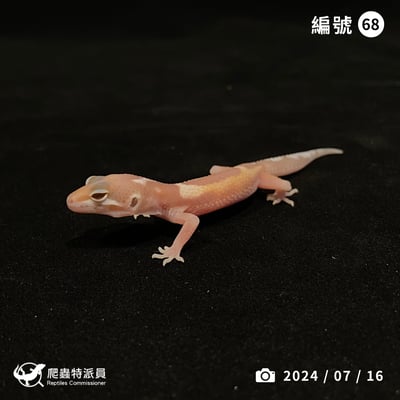 豹紋守宮．川白雪花（編號 68）1