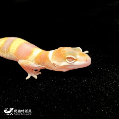 豹紋守宮．WY 川白（編號 64）4