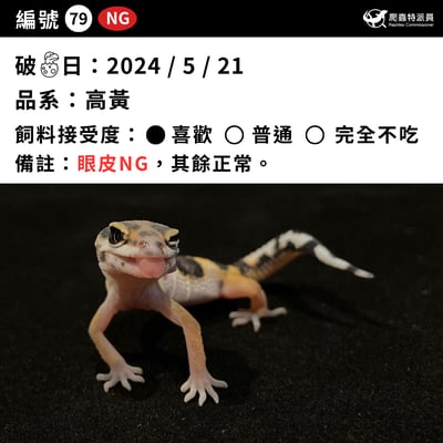 豹紋守宮．高黃（編號 79）3