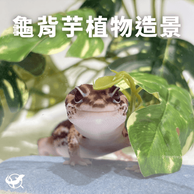 爬蟲龜背芋植物造景1