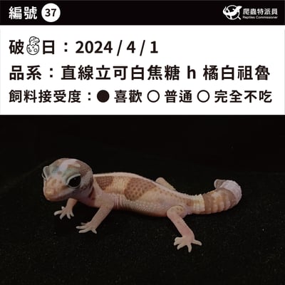 肥尾守宮．直線立可白焦糖 h 橘白祖魯（編號 37）3