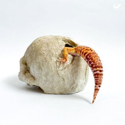 仿真骷顱頭躲避屋2