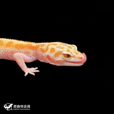 豹紋守宮．川白日蝕（編號 428）4