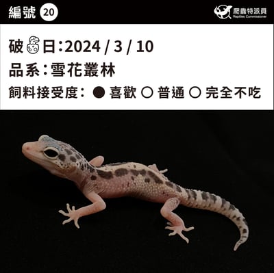 豹紋守宮．雪花叢林（編號 20）3