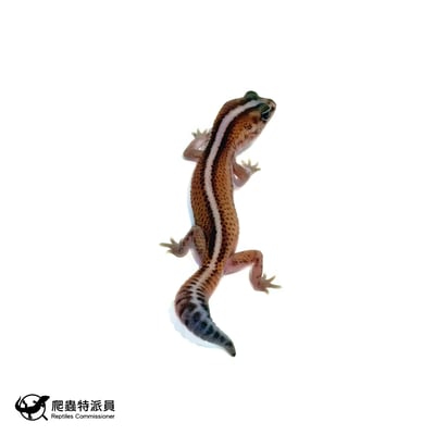 肥尾守宮．直線無紋 h 橘白（編號 476）1