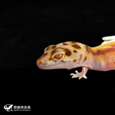 豹紋守宮．WY 貝爾（編號 372）5