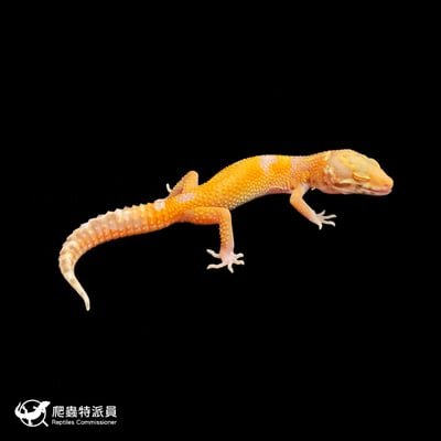 豹紋守宮．川白（編號 424）1