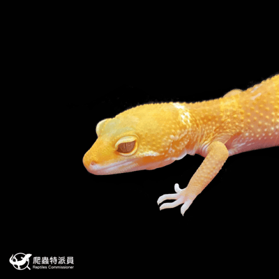 豹紋守宮．日焰（編號 59 ）5