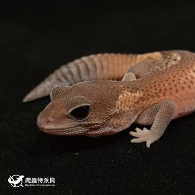 肥尾守宮．無紋 h 橘白（編號 31）5