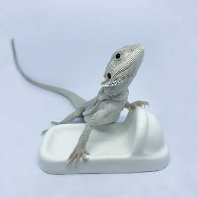 爬蟲馬桶／便盆1