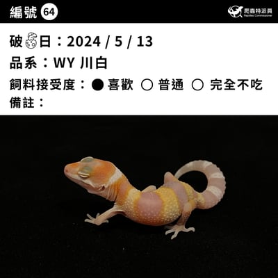 豹紋守宮．WY 川白（編號 64）3