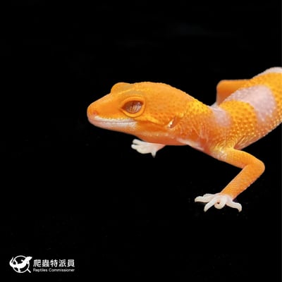 豹紋守宮．日焰（編號 103）5