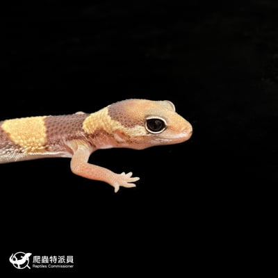 肥尾守宮．普肥（編號 425）4