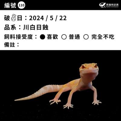 豹紋守宮．川白日蝕（編號 110）3