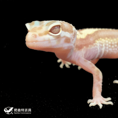 豹紋守宮．川普雪花（編號 214）5