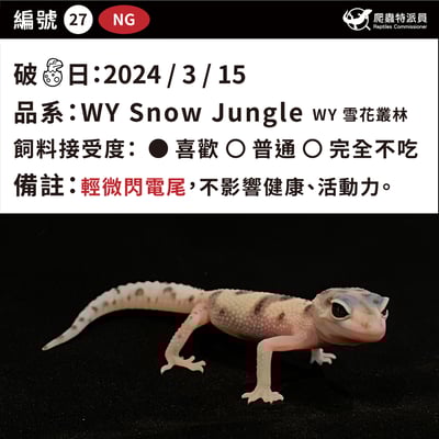豹紋守宮．WY 雪花叢林（編號 27）3