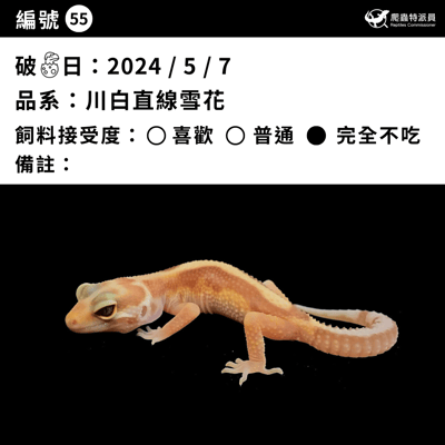 豹紋守宮．川白直線雪花（編號 55）3