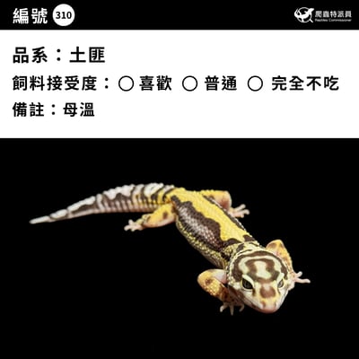 豹紋守宮．土匪（編號 310）3