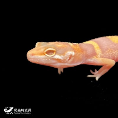 豹紋守宮．川普白化（編號 90）5