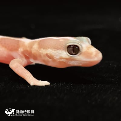 肥尾守宮．直線立可白焦糖 h 橘白祖魯（編號 42）4