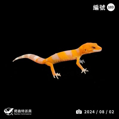 豹紋守宮．日焰（編號 103）1